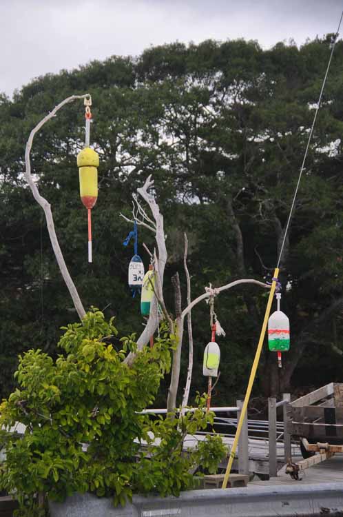 buoys in dead tree